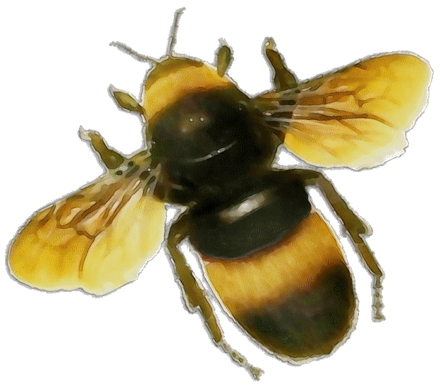 image of bumble Bee